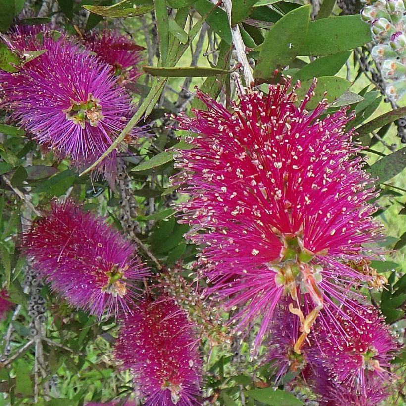 Callistemon citrinus Burgundy - Zylinderputzer (Flowering)