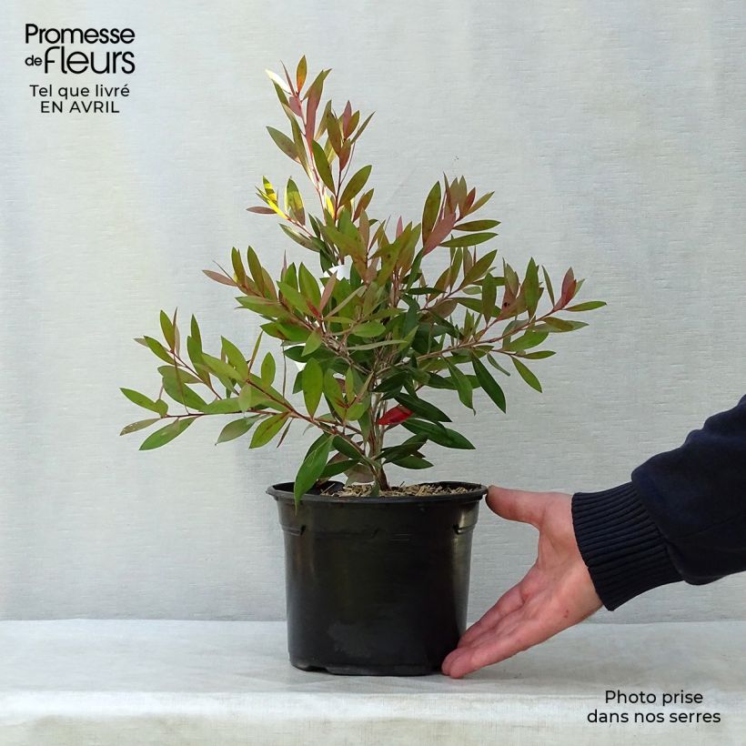 Example of Callistemon citrinus Splendens - Zylinderputzer Topf mit 2L/3L as you get in hiver