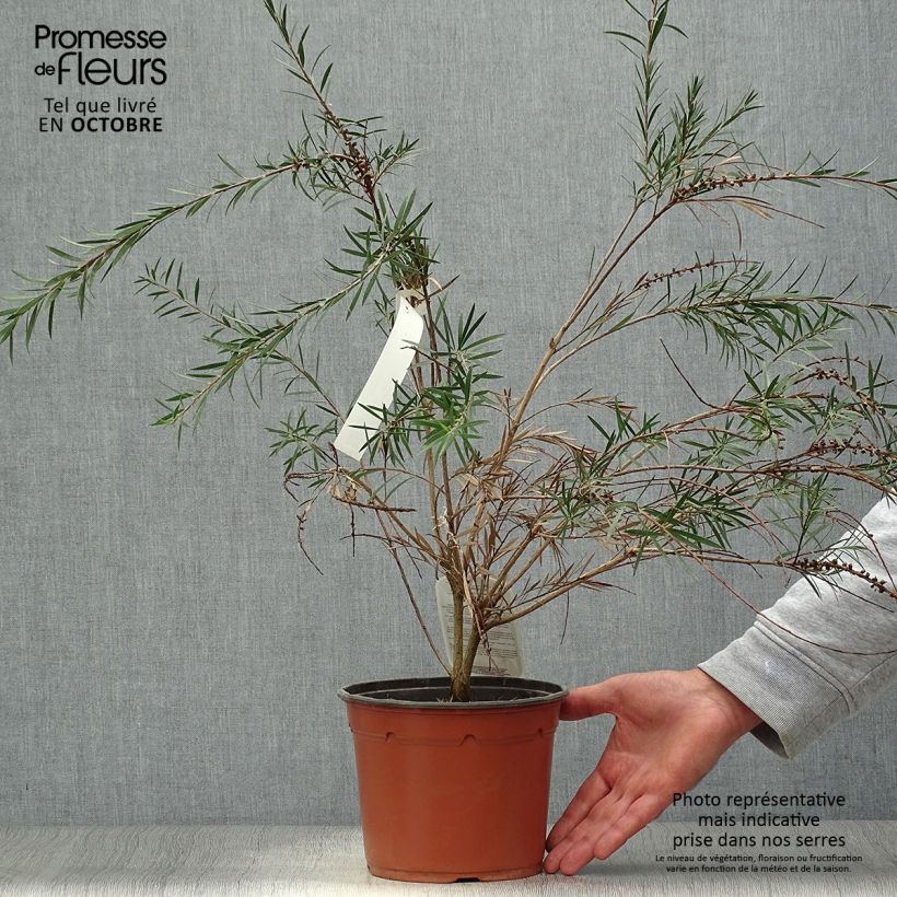 Example of Callistemon rigidus - Zylinderputzer Topf mit 2L/3L as you get in automne