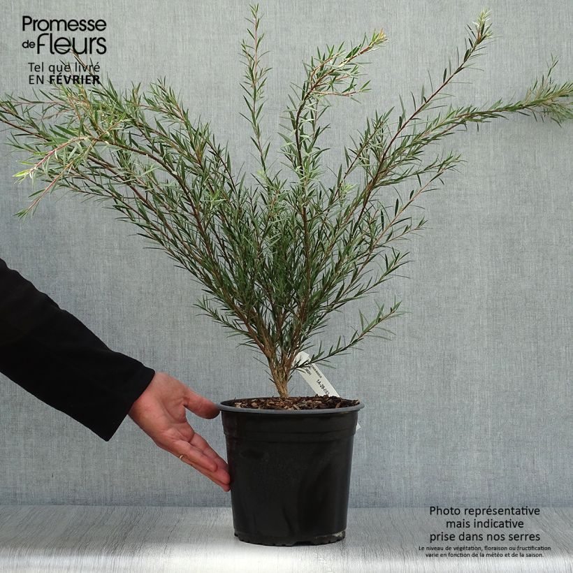 Example of Callistemon rigidus - Zylinderputzer Topf mit 4L/5L as you get in automne