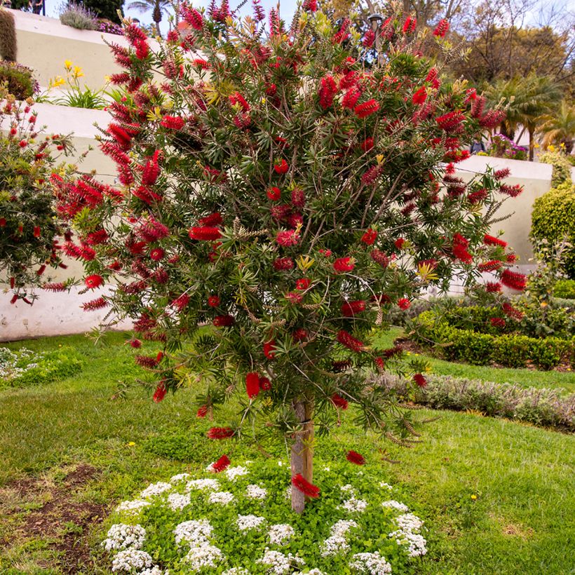 Callistemon rigidus - Zylinderputzer (Plant habit)