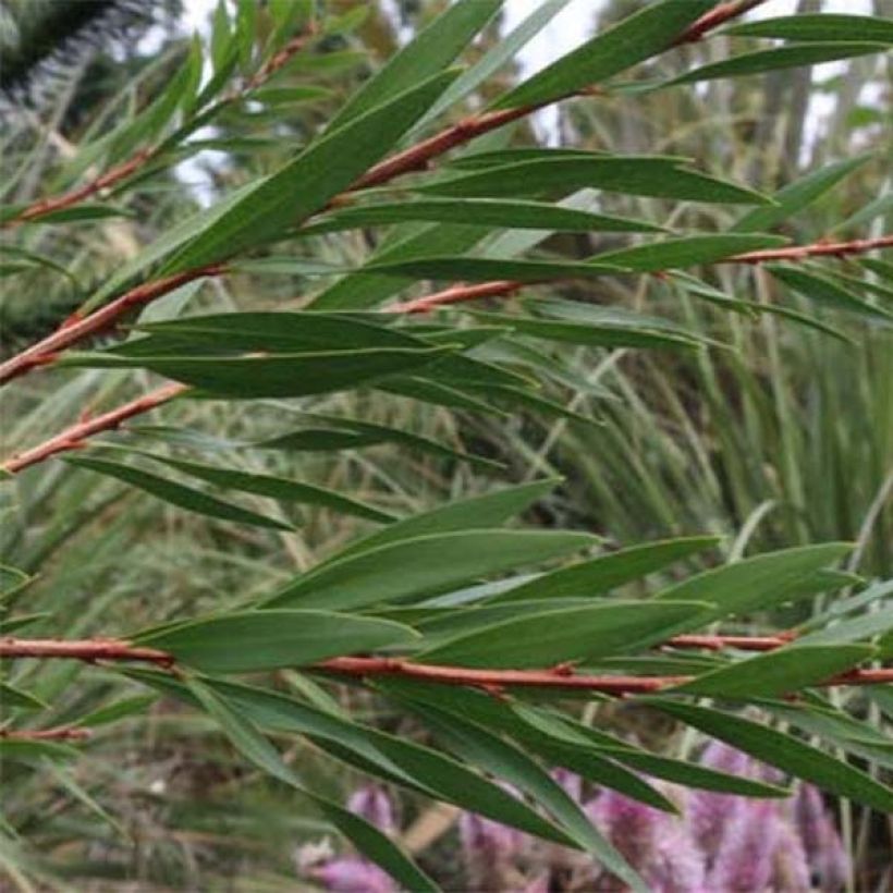 Callistemon salignus White - Zylinderputzer (Foliage)