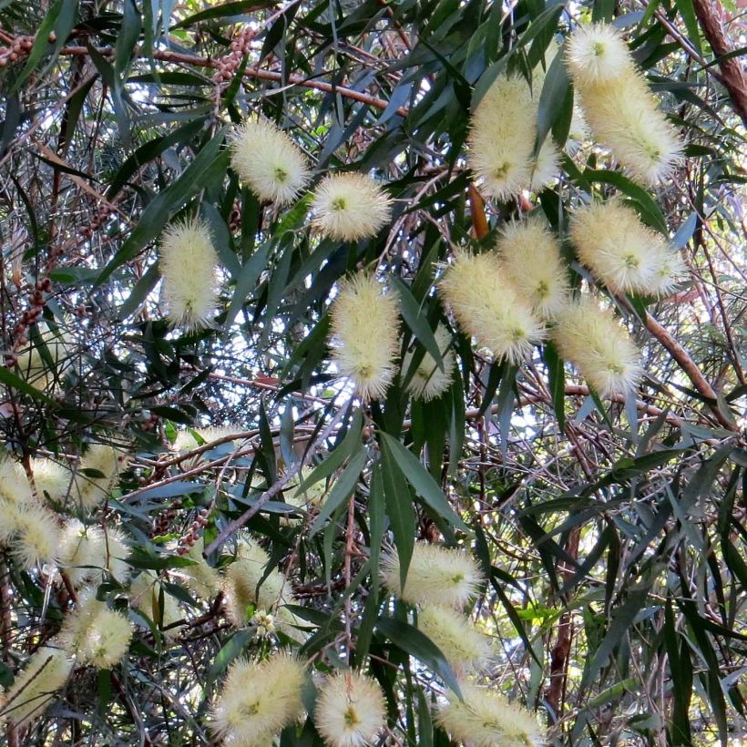 Callistemon salignus White - Zylinderputzer (Flowering)