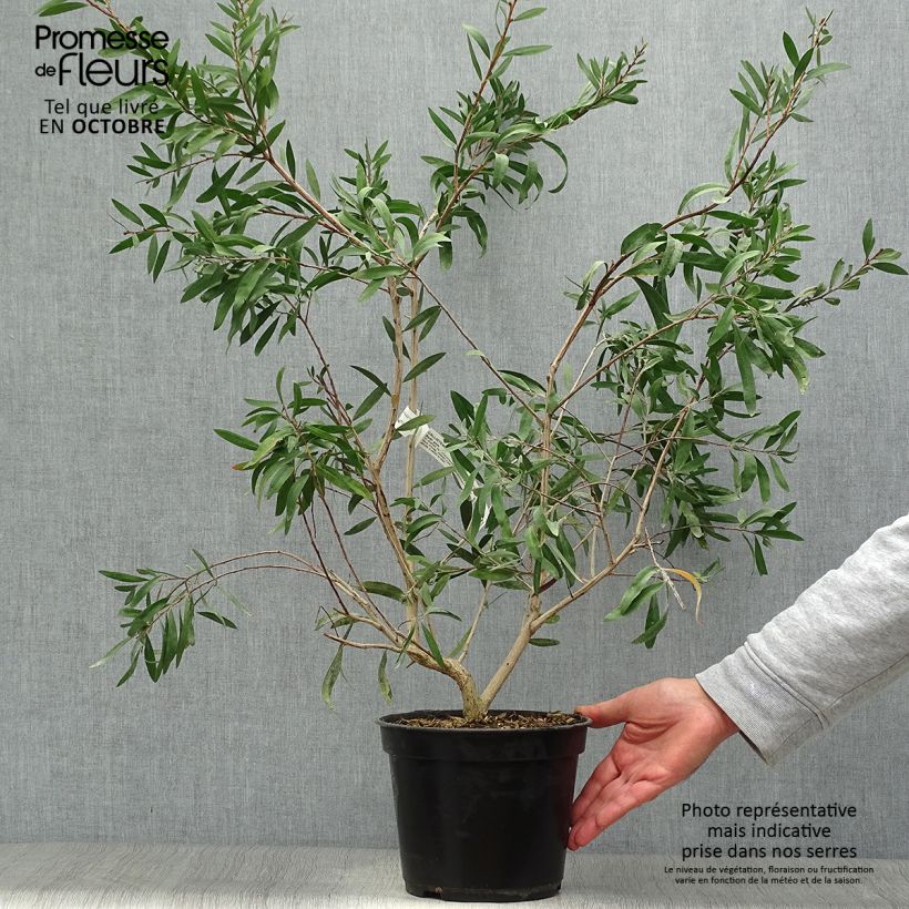 Example of Callistemon salignus Perth Pink - Zylinderputzer Topf mit 4L/5L as you get in automne