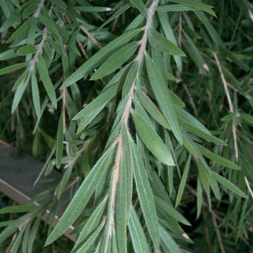 Callistemon viminalis - Zylinderputzer (Foliage)