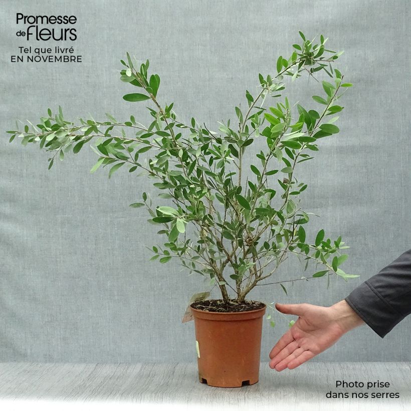 Example of Callistemon viminalis Bright Pink - Zylinderputzer Topf mit 3L/4L as you get in automne