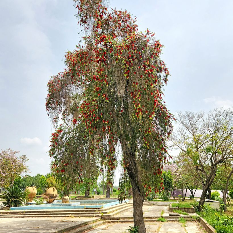 Callistemon viminalis - Zylinderputzer (Plant habit)