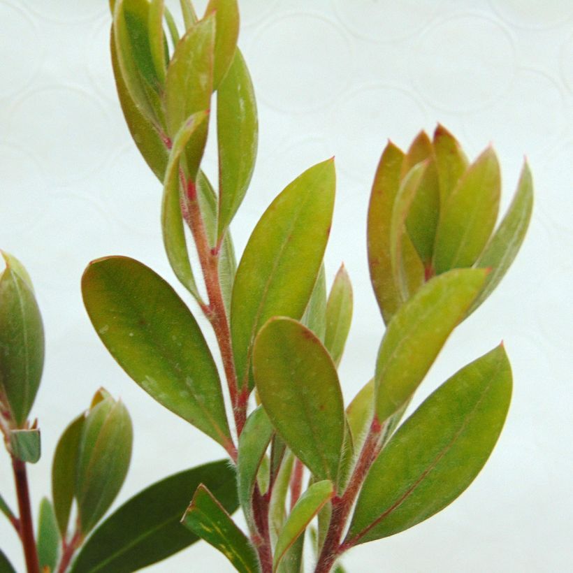Callistemon laevis - Zylinderputzer (Foliage)