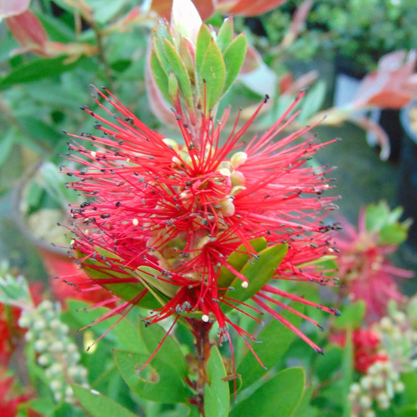 Callistemon laevis - Zylinderputzer (Flowering)