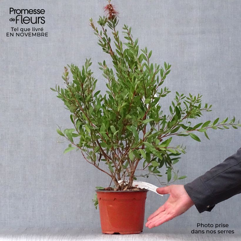 Example of Callistemon laevis - Zylinderputzer Topf mit 3L/4L as you get in automne
