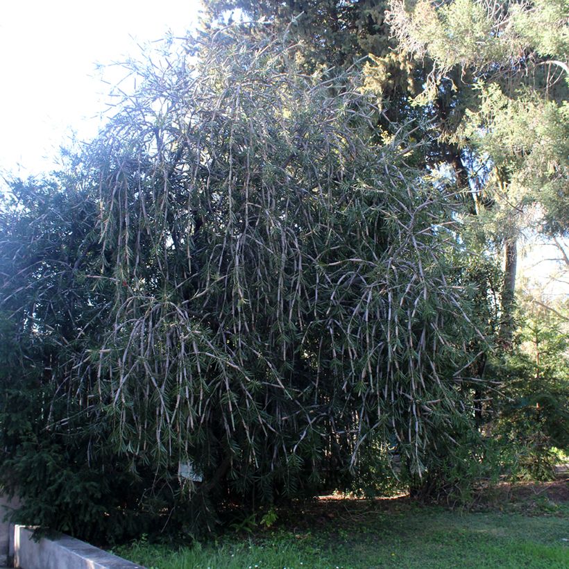 Callistemon laevis - Zylinderputzer (Plant habit)