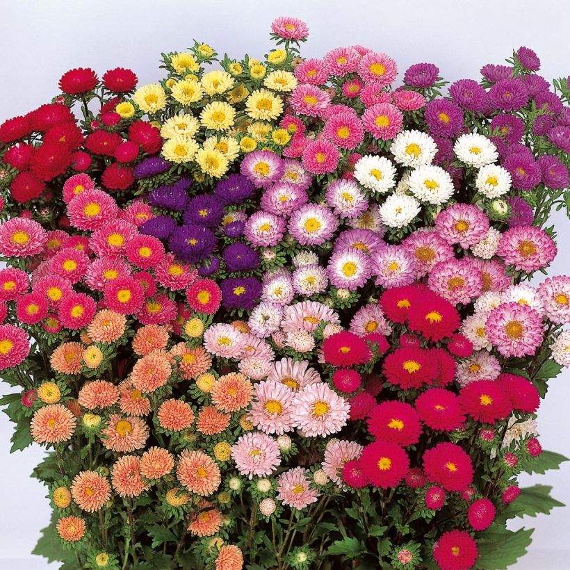 Sommeraster Matsumoto Mix - Callistephus sinensis (Flowering)