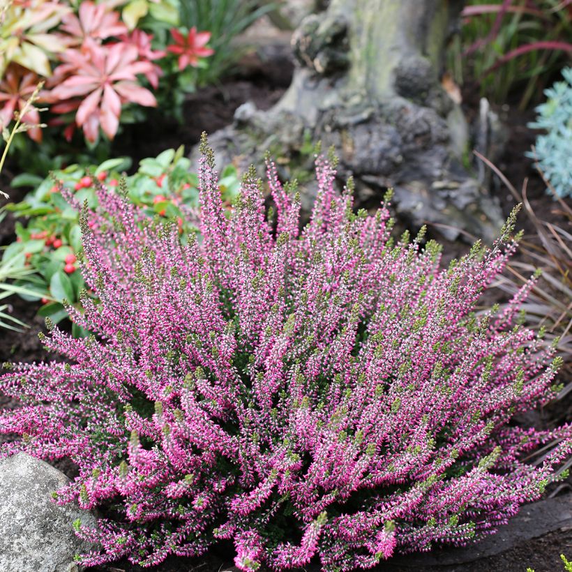 Besenheide Garden Girls Amethyst - Calluna vulgaris (Plant habit)