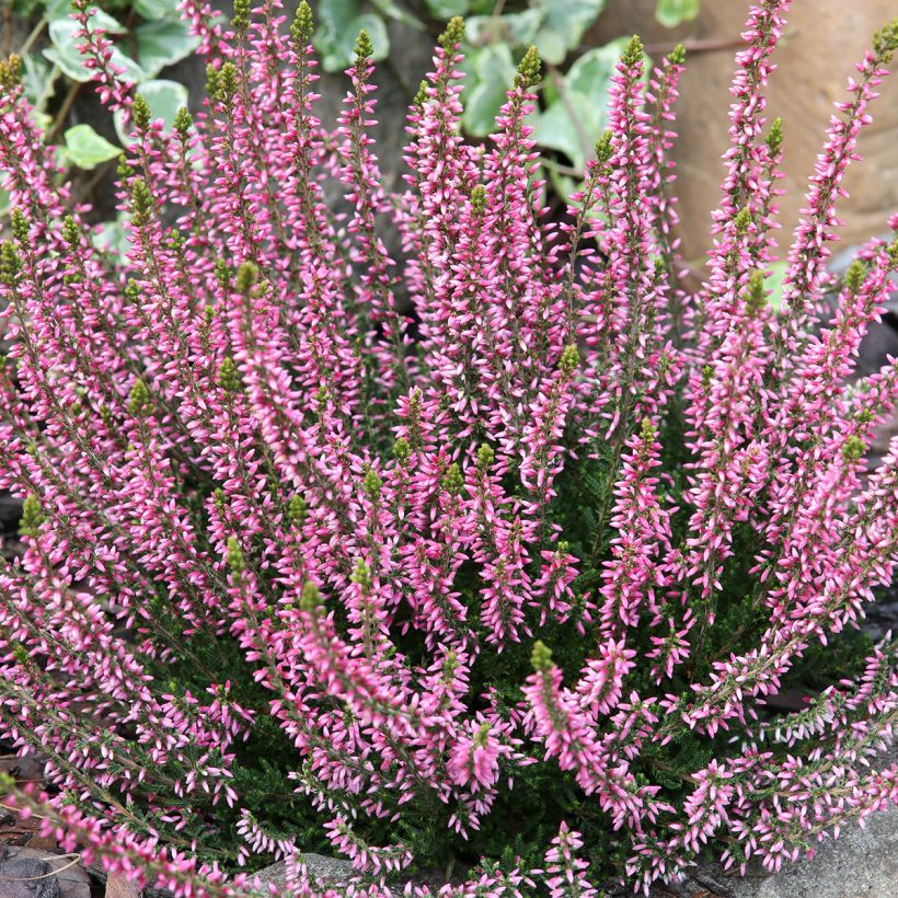 Besenheide Garden Girls Rosita - Calluna vulgaris (Plant habit)