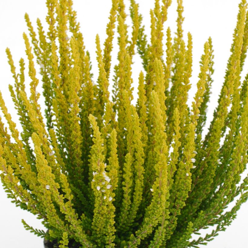 Besenheide Garden Girls Zelda - Calluna vulgaris (Foliage)