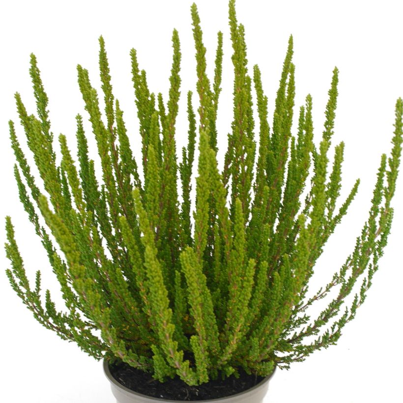 Besenheide Garden Girls Zelia - Calluna vulgaris (Foliage)