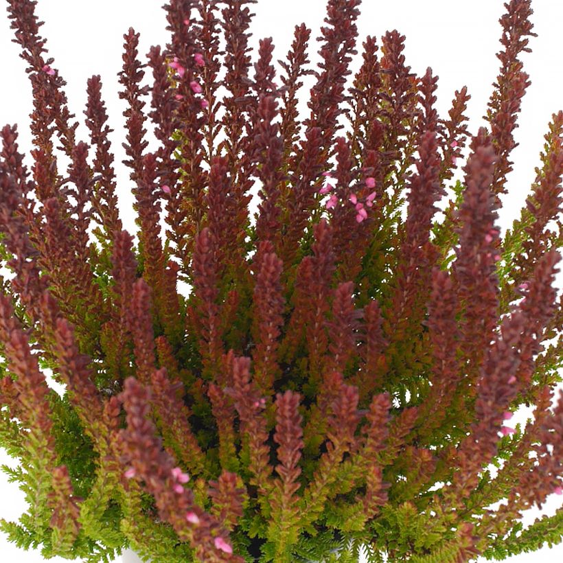 Besenheide Garden Girls Zorina - Calluna vulgaris (Foliage)