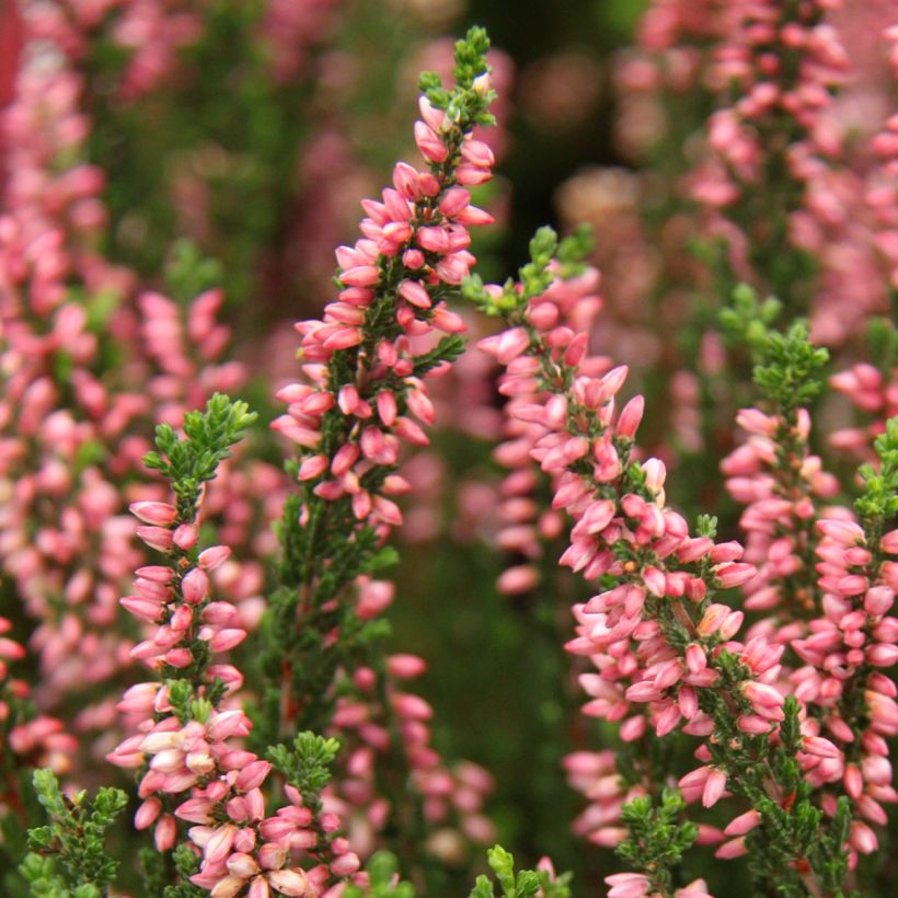 Besenheide Garden Girls Gina - Calluna vulgaris (Flowering)