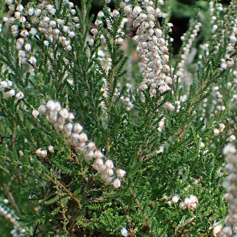 Besenheide Alba - Calluna vulgaris (Foliage)