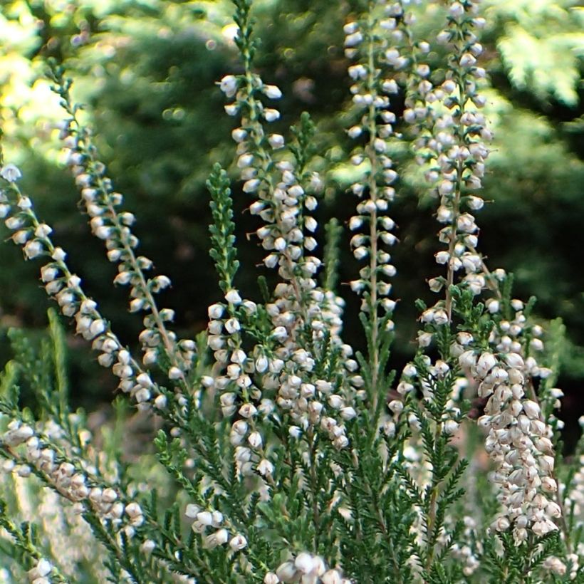 Besenheide Alba - Calluna vulgaris (Flowering)