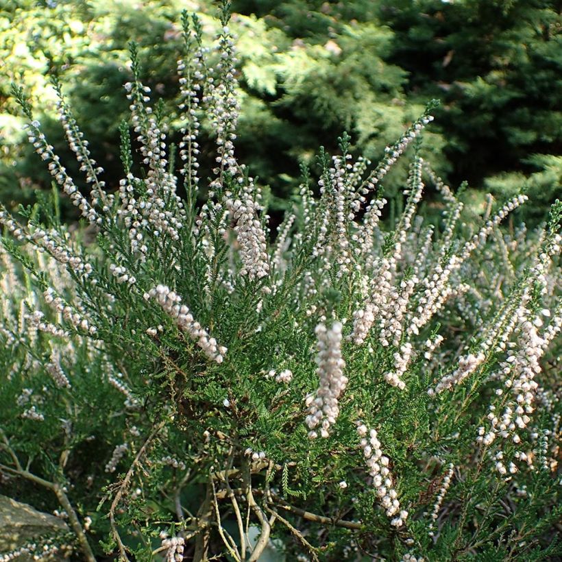 Besenheide Alba - Calluna vulgaris (Plant habit)