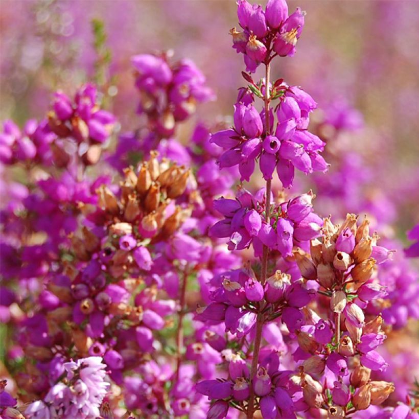Besenheide Allegro - Calluna vulgaris (Flowering)