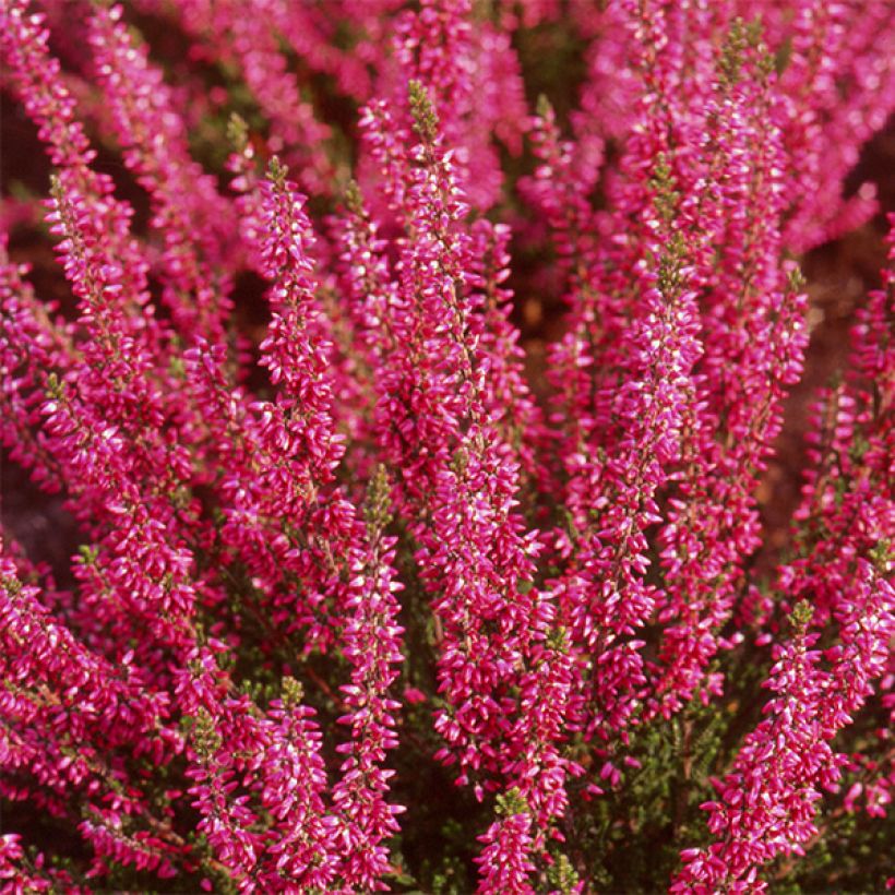 Besenheide Bonita - Calluna vulgaris (Flowering)