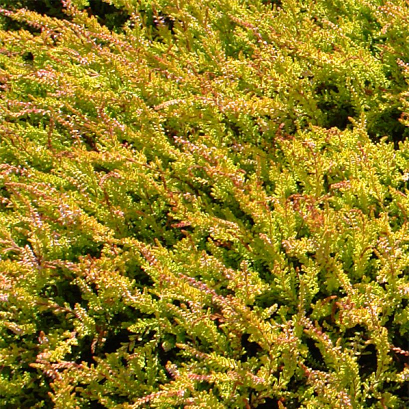 Besenheide Boskoop - Calluna vulgaris (Foliage)
