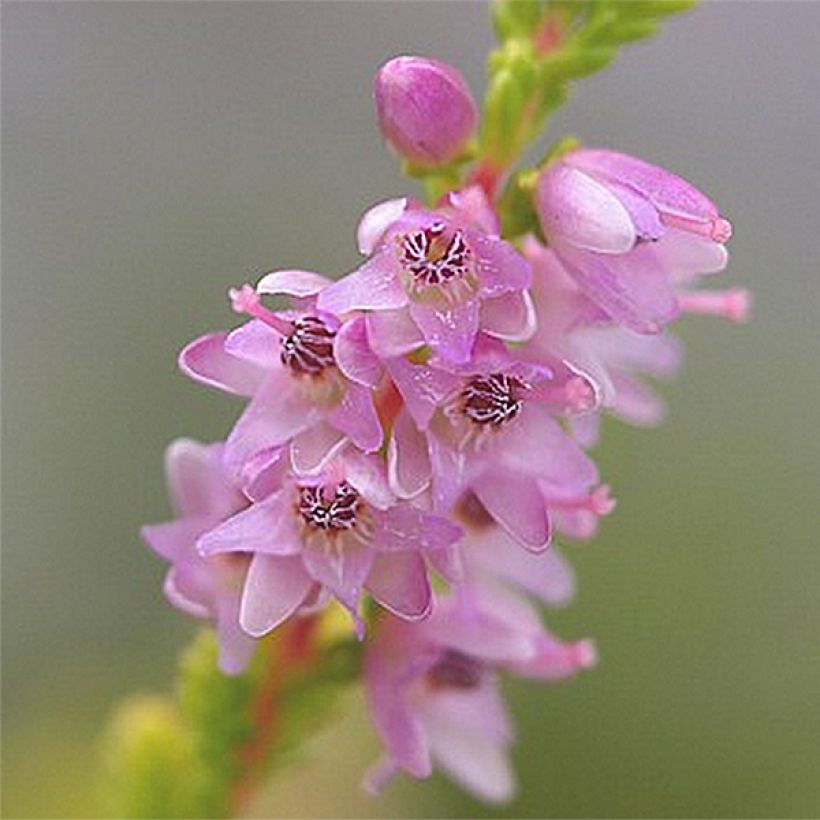 Besenheide Boskoop - Calluna vulgaris (Flowering)