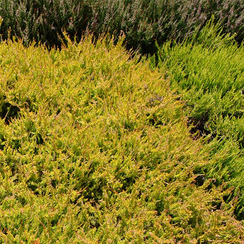 Besenheide Boskoop - Calluna vulgaris (Plant habit)