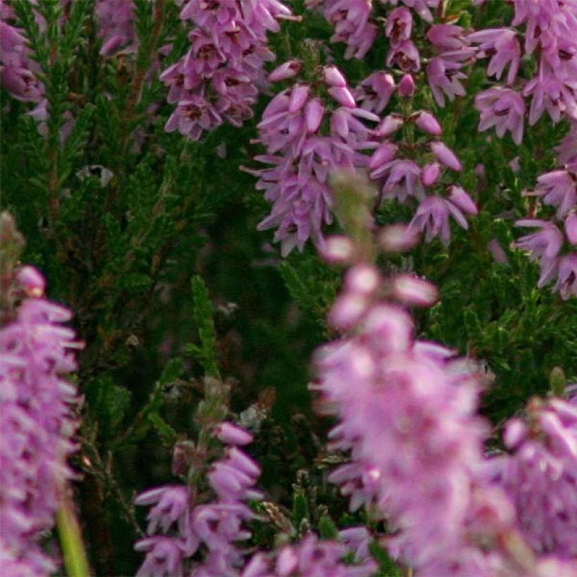 Besenheide H.E Beale - Calluna vulgaris (Foliage)
