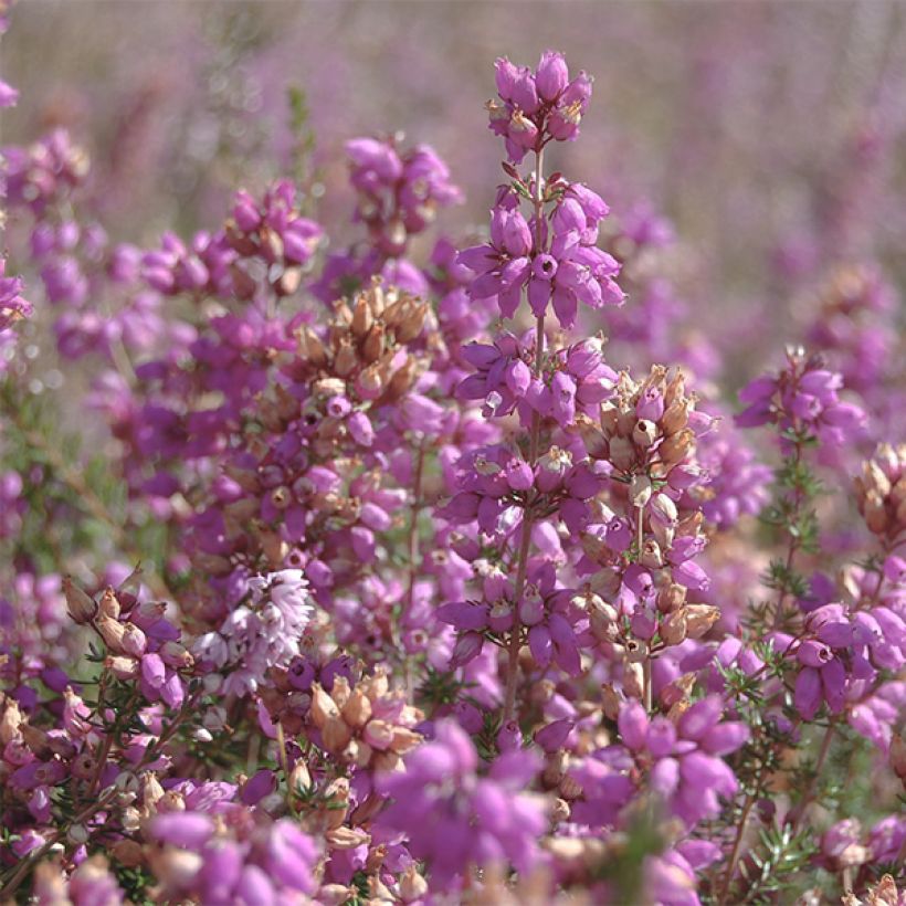 Besenheide H.E Beale - Calluna vulgaris (Flowering)