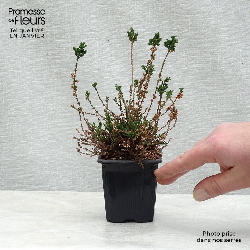 Example of Besenheide H.E Beale - Calluna vulgaris Kleine Töpfe von 8/9 cm as you get in hiver