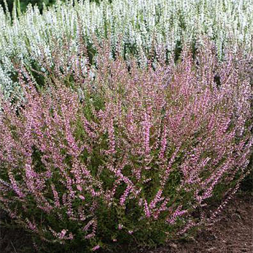 Besenheide Marlies - Calluna vulgaris (Plant habit)