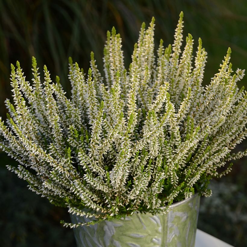 Besenheide Garden Girls Sarah - Calluna vulgaris (Plant habit)