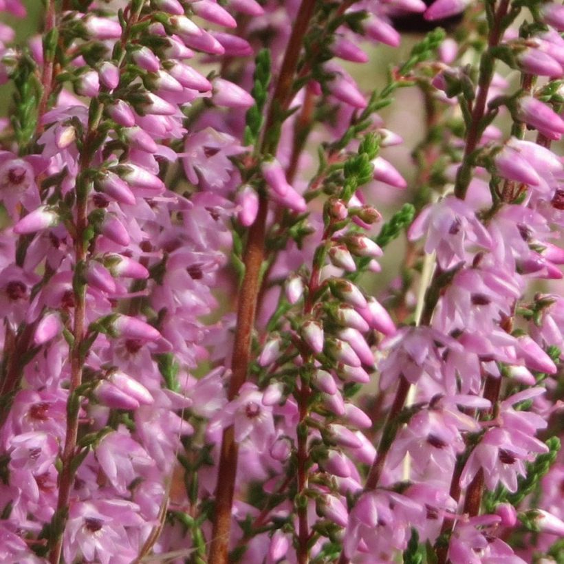 Besenheide Tib - Calluna vulgaris (Flowering)