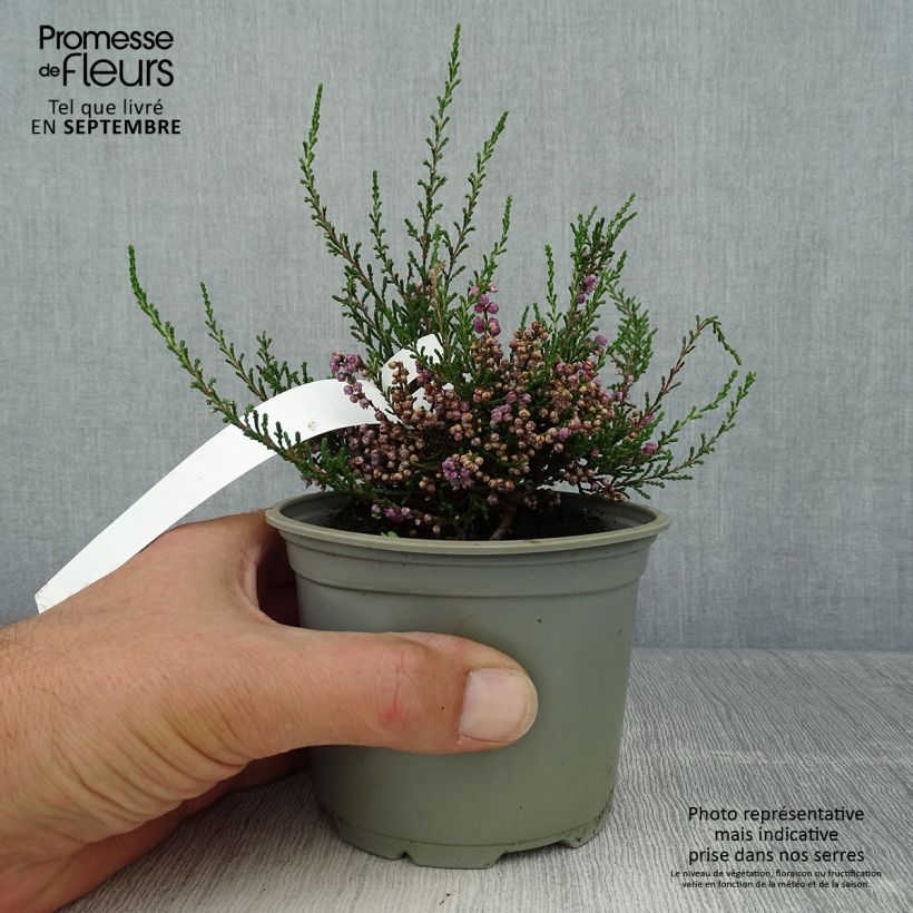 Example of Besenheide Tib - Calluna vulgaris Topf 12 cm / 13 cm as you get in automne