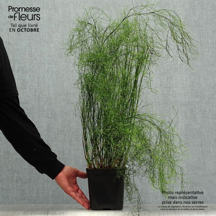 Example of Calopsis paniculata Topf mit 2L/3L as you get in automne