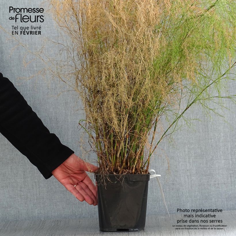 Exemplar von Calopsis paniculata Topf mit 2L/3L wie im Winter geliefert