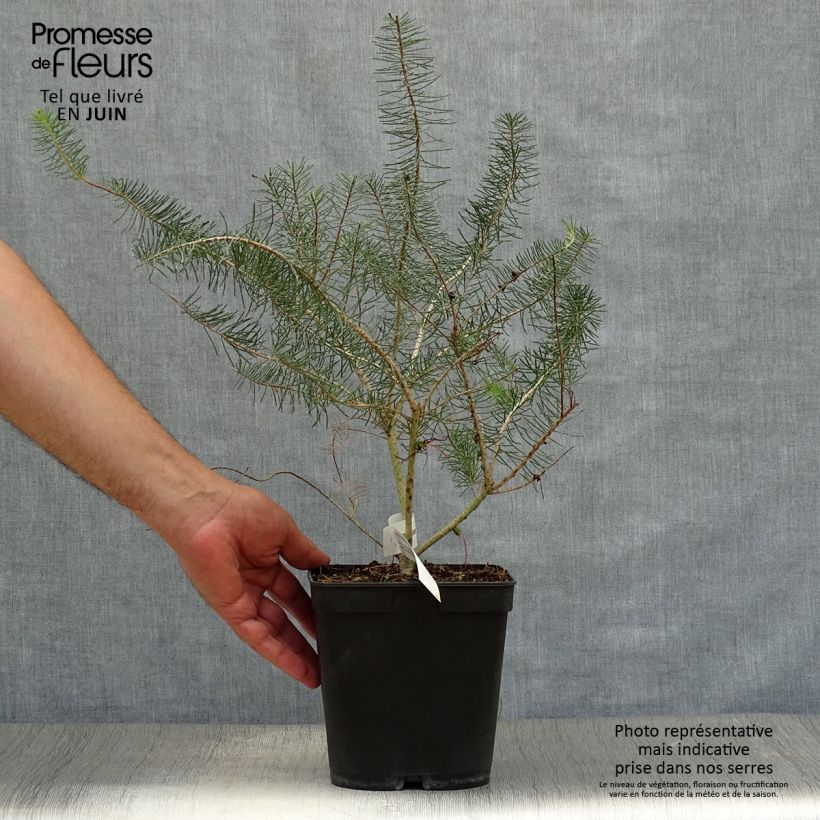 Example of Calothamnus quadrifidus Grey Form Topf mit 4L/5L as you get in ete