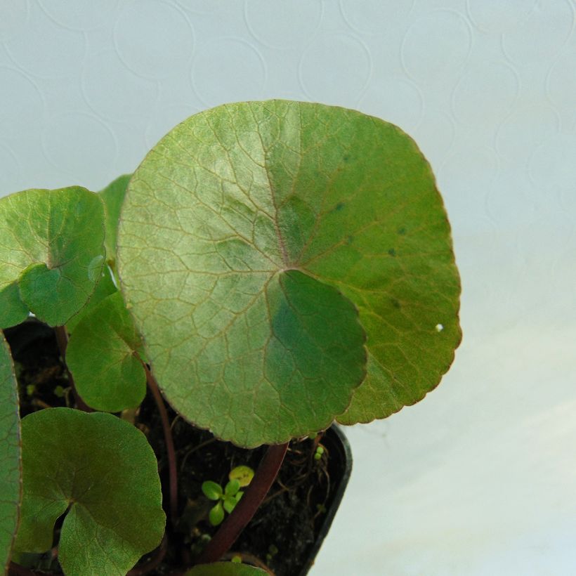 Caltha palustris Polypetala - Sumpf-Dotterblume (Foliage)
