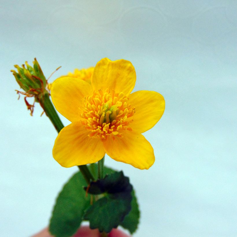 Caltha palustris Polypetala - Sumpf-Dotterblume (Flowering)