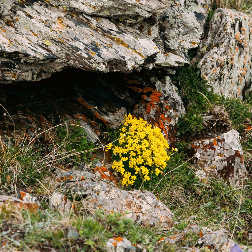 Caltha palustris Polypetala - Sumpf-Dotterblume (Plant habit)