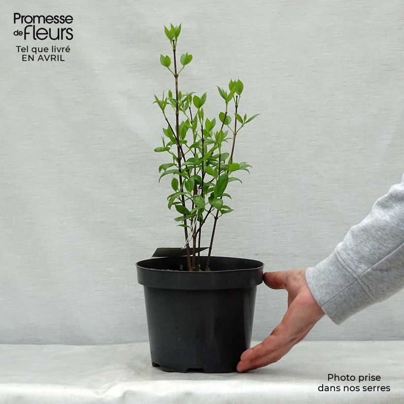 Exemplar von Calycanthus floridus - Echter Gewürzstrauch Topf mit 2L/3L wie im Frühjahr geliefert