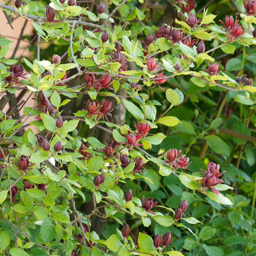 Calycanthus floridus - Echter Gewürzstrauch (Plant habit)