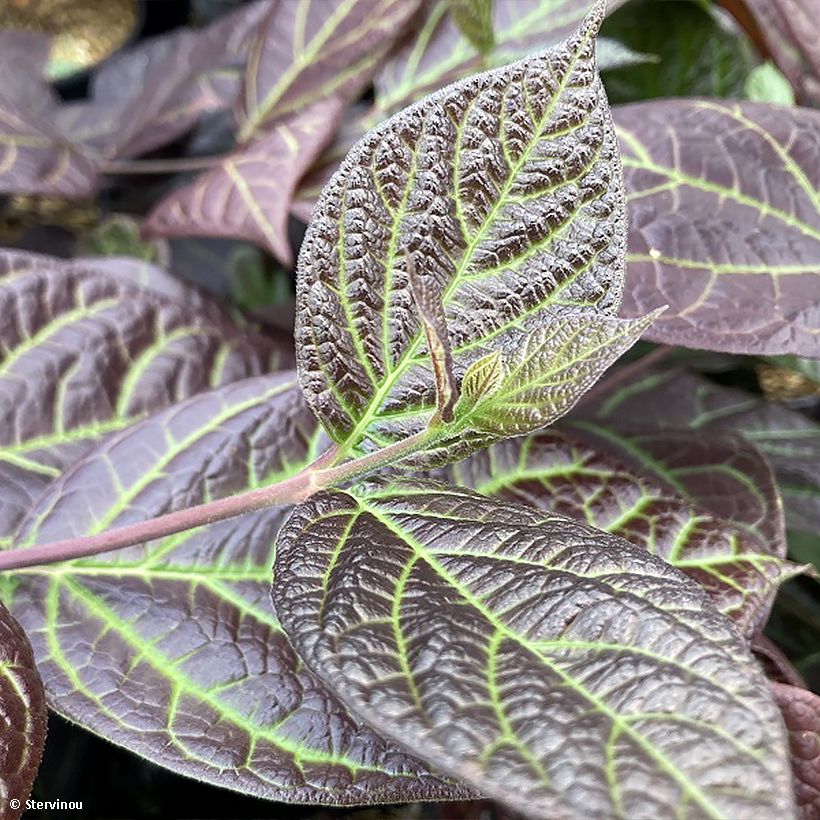 Calycanthus floridus var purpureus Burgundy Spice - Echter Gewürzstrauch (Foliage)