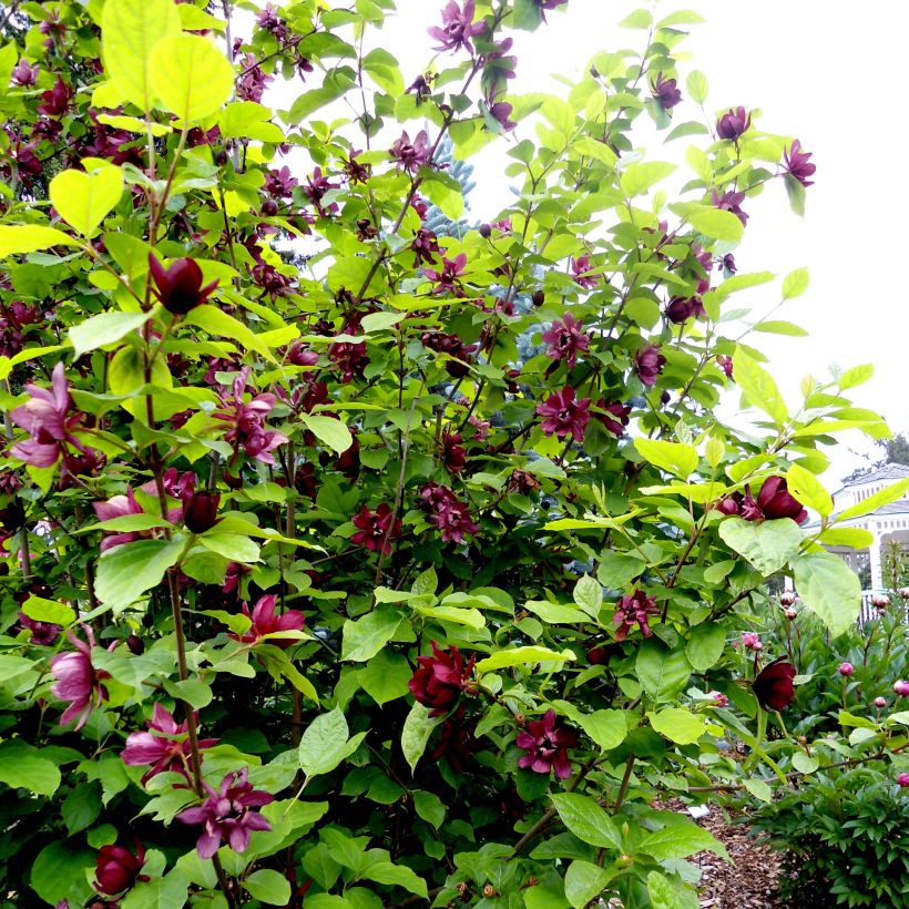 Calycanthus raulstonii Aphrodite - Gewürzstrauch (Plant habit)