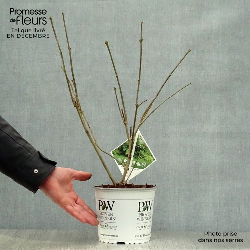 Exemplar von Calycanthus raulstonii Aphrodite - Gewürzstrauch Topf mit 2L/3L wie im Winter geliefert