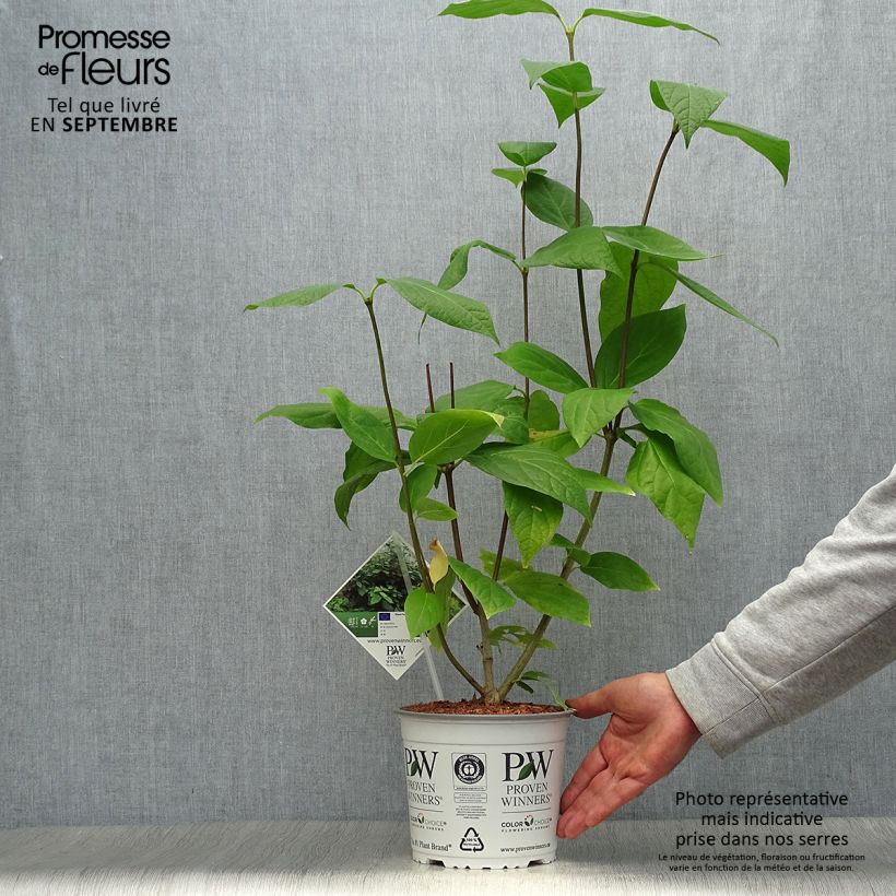 Example of Calycanthus raulstonii Aphrodite - Gewürzstrauch Topf mit 2L/3L as you get in automne