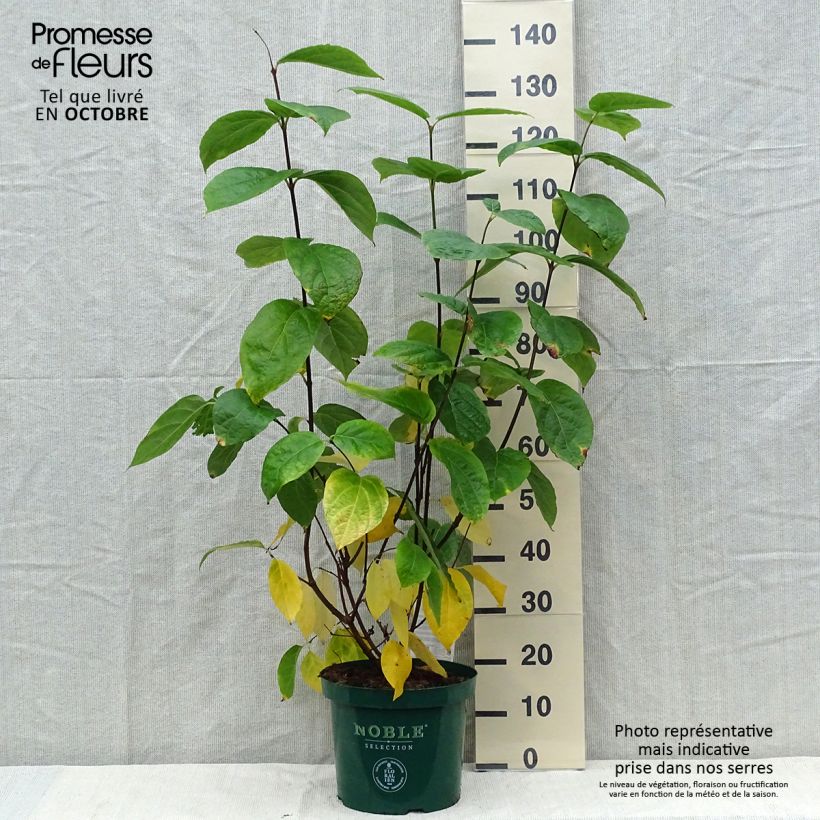 Example of Calycanthus raulstonii Hartlage Wine - Gewürzstrauch Topf mit 7,5L/10L as you get in automne
